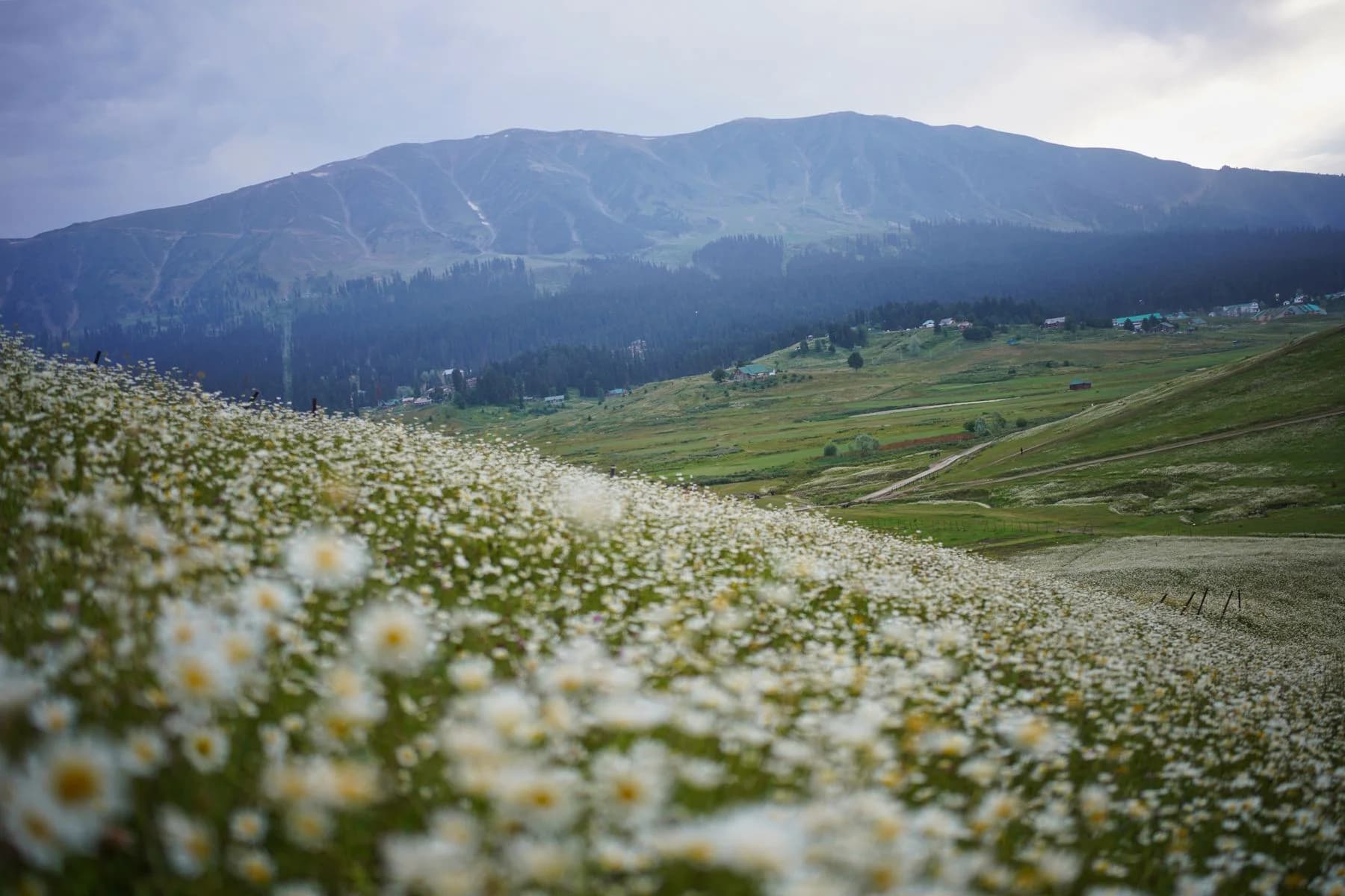 White daisies across a summer meadow beneath the mountains of Gulmarg