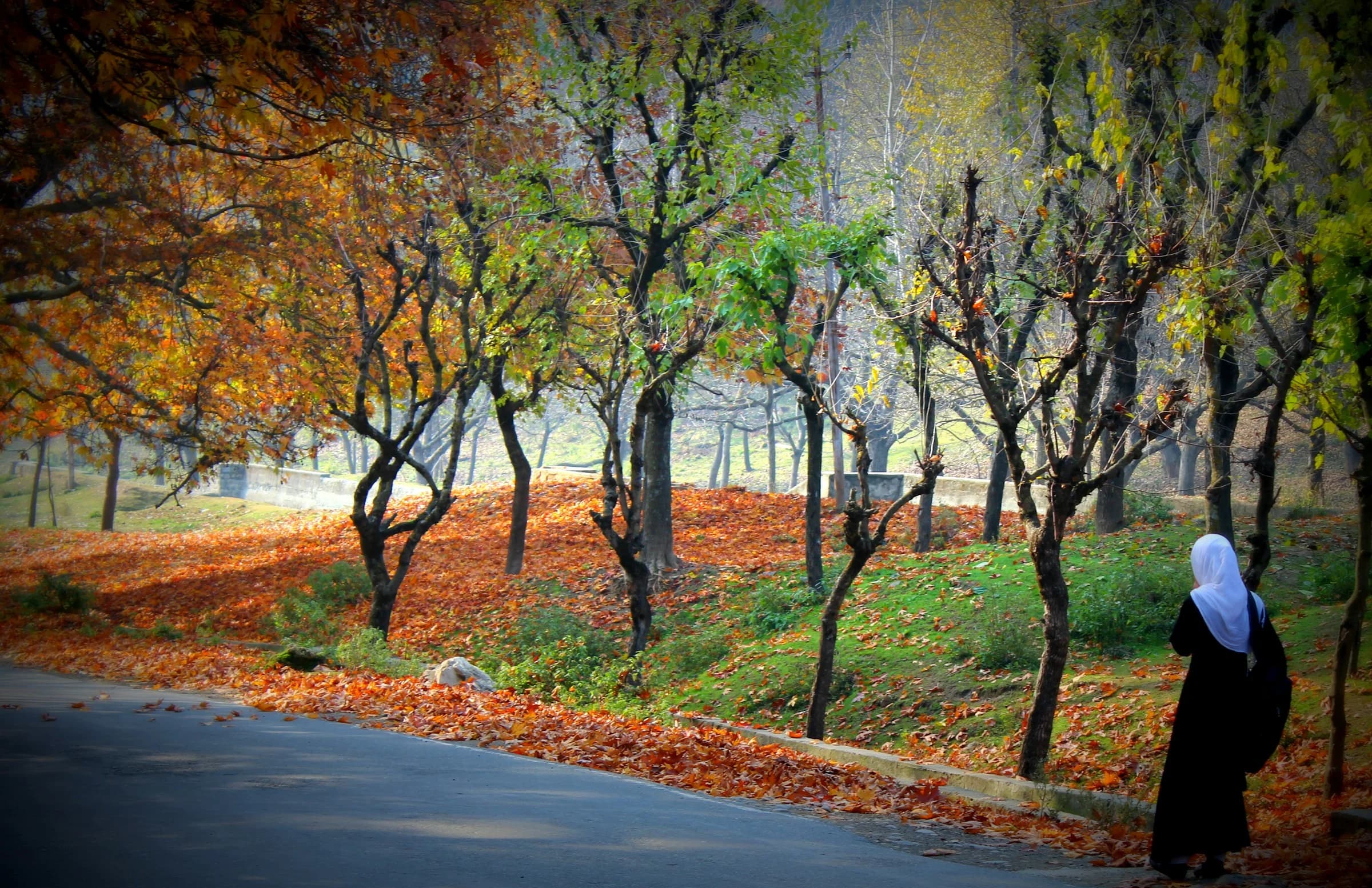 Orange autumn leaves beside a quiet tree-lined path in Pahalgam, Kashmir