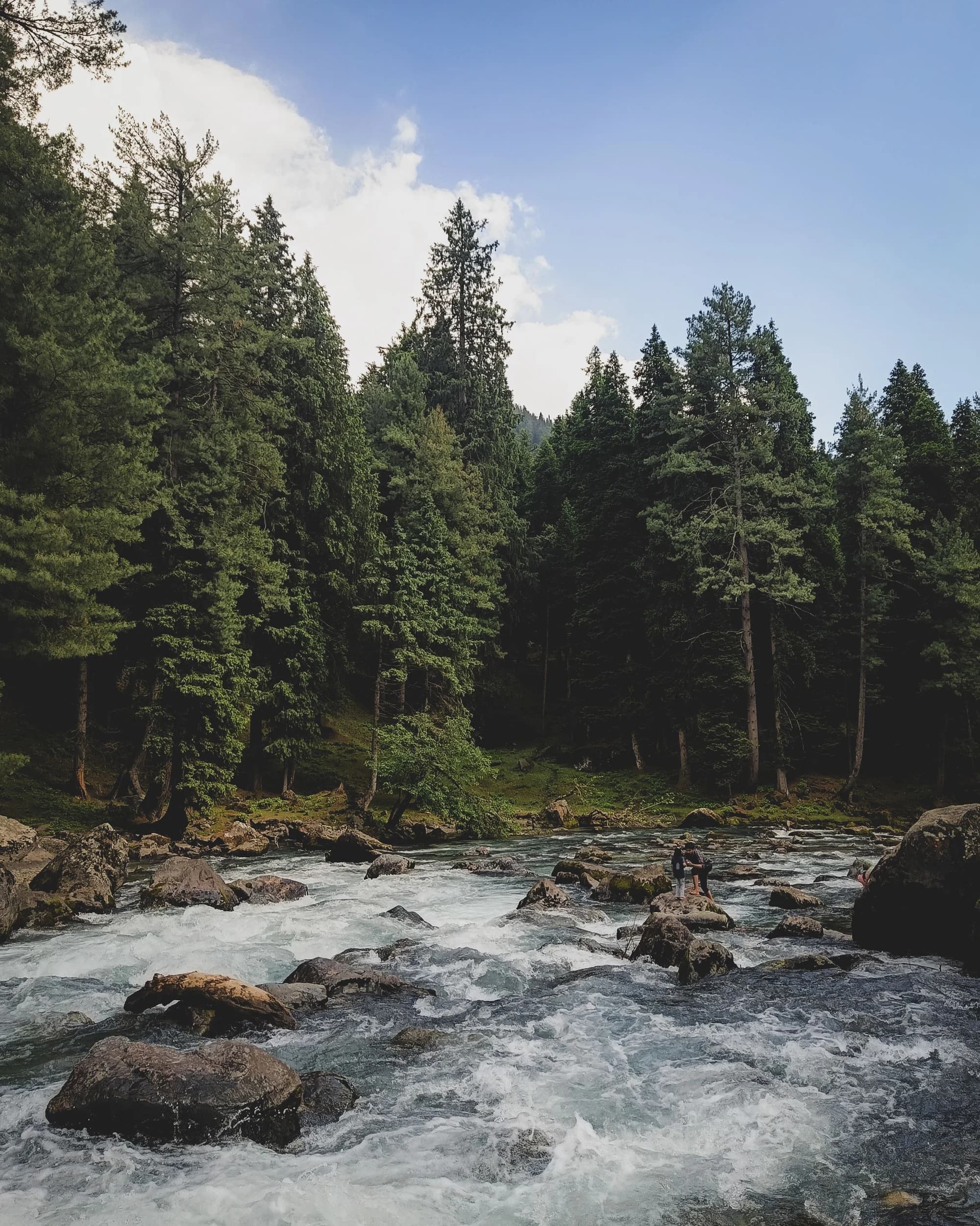 Clear rushing water between rocks and pine trees in Pahalgam