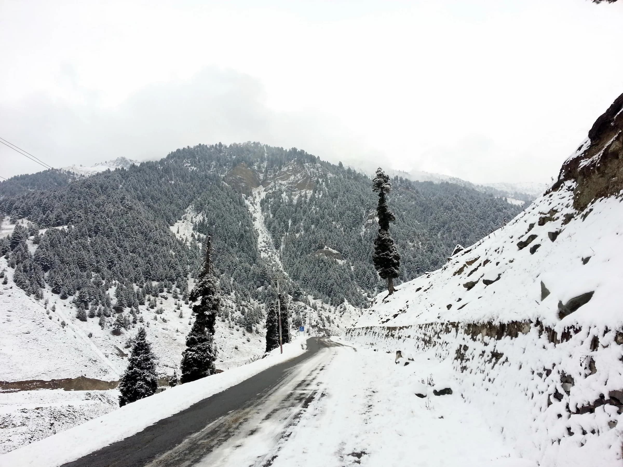 Snow-covered trees and the winding road to Sonamarg, Kashmir